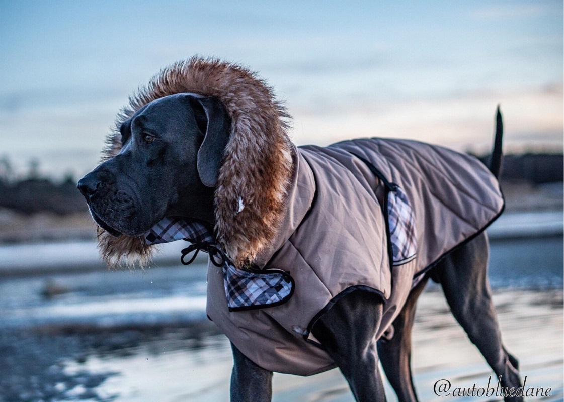 great dane in coat